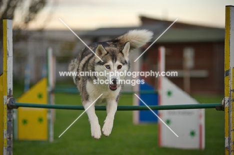 alaskan malamute mix jumping over agility obstacle