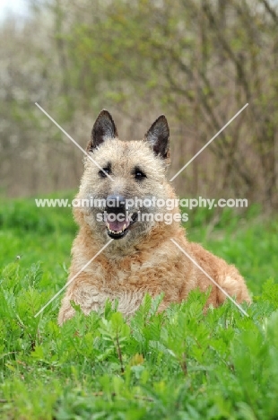 Laekenois (Belgian Shepherd) lying down