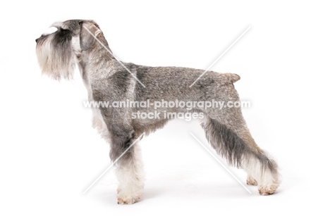 Salt & Pepper Schnauzer, Australian Champion, posed