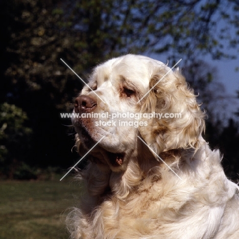 sh ch raycroft senator  portrait of a clumber spaniel