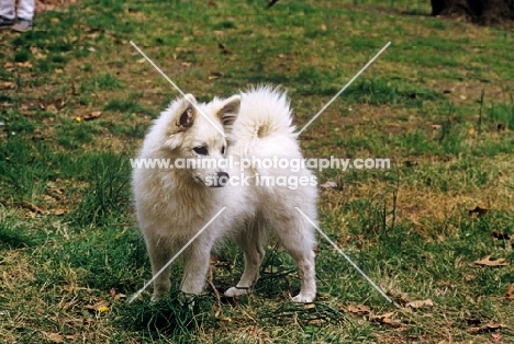 thunderpass camrose, american eskimo dog