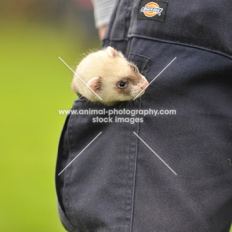 ferret kit, in trouser pocket