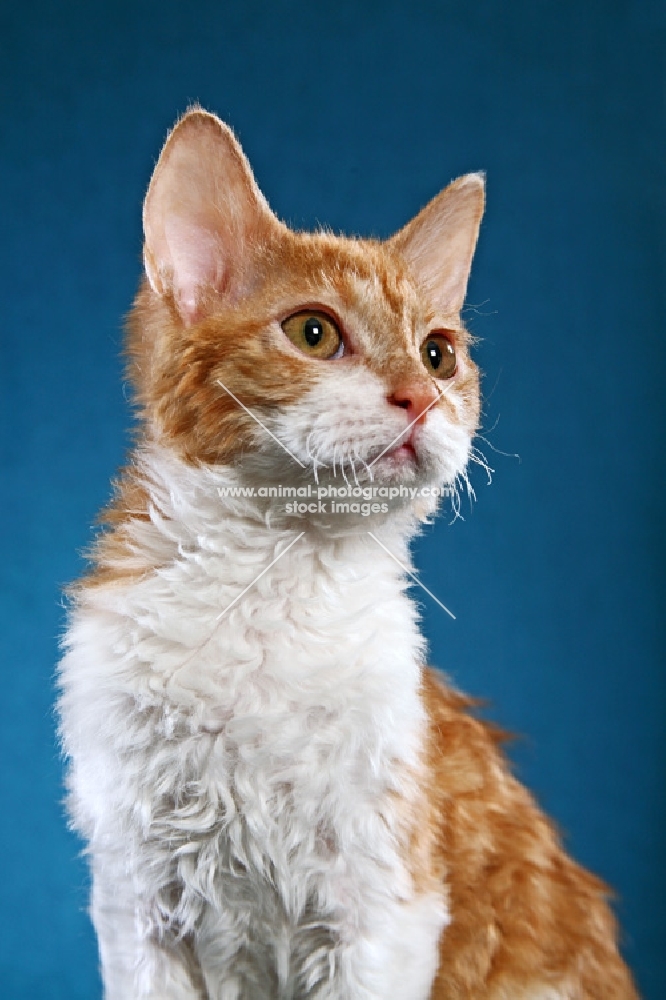 Tennesse rex cat, portrait