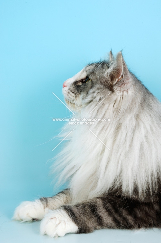 fluffy blue silver and white Norwegian Forest cat, profile