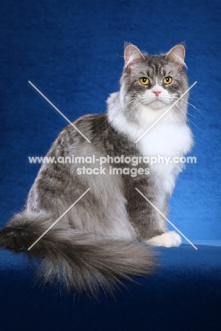 Siberian cat on bright blue background