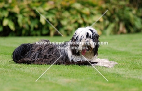 Tibetan Terrier lying down