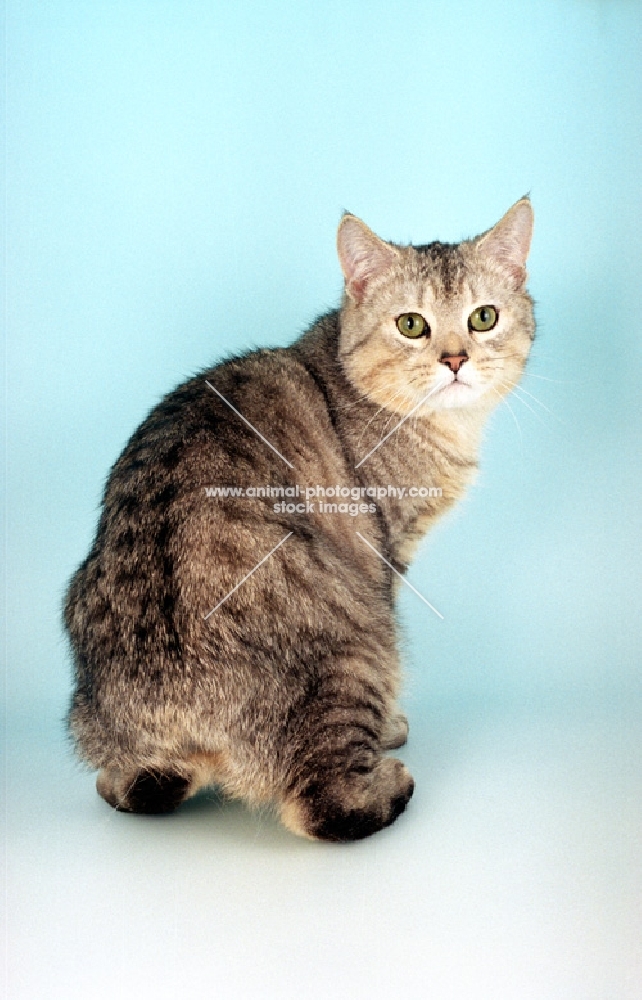 silver spotted Manx cat on blue background