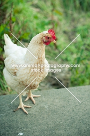 Columbine hen (a hybrid bred from Cream Legbar/Arucana stock)