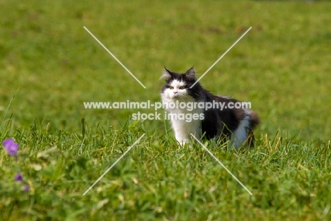 black and white cat in grass