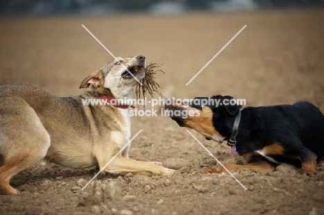 czechoslovakian wolfdog cross and dobermann cross playing with a stick in a field