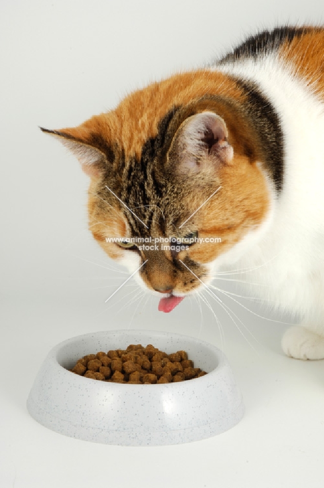 non pedigree tortie and white cat eating dry food