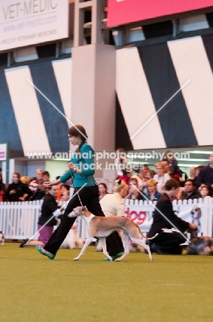 YKC 17-24 Handling competition Terrier & Hound group at Crufts 2012