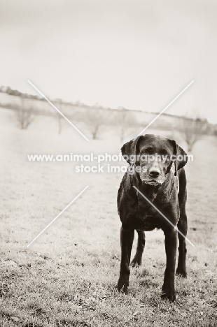 black and white picture black Labrador Retriever 