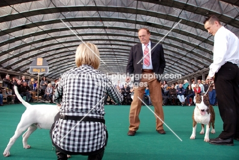 judging Bull Terriers