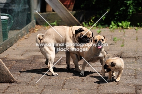 Retro Mops, pug jack Russel cross to improve nose length; parents with pup; male trying to mount bitch