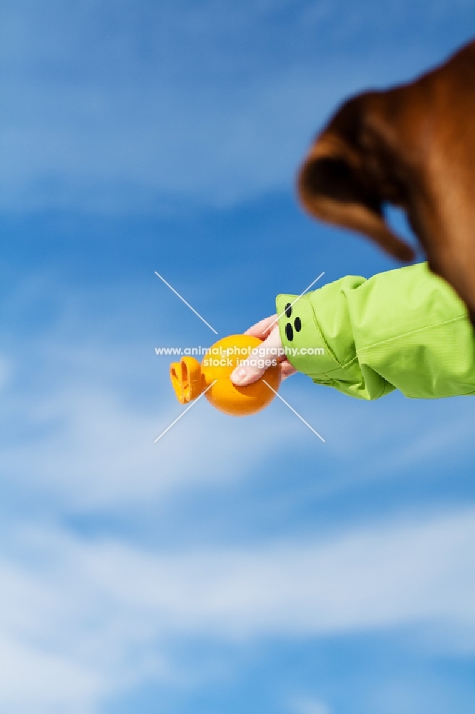 Boxer looking up at toy