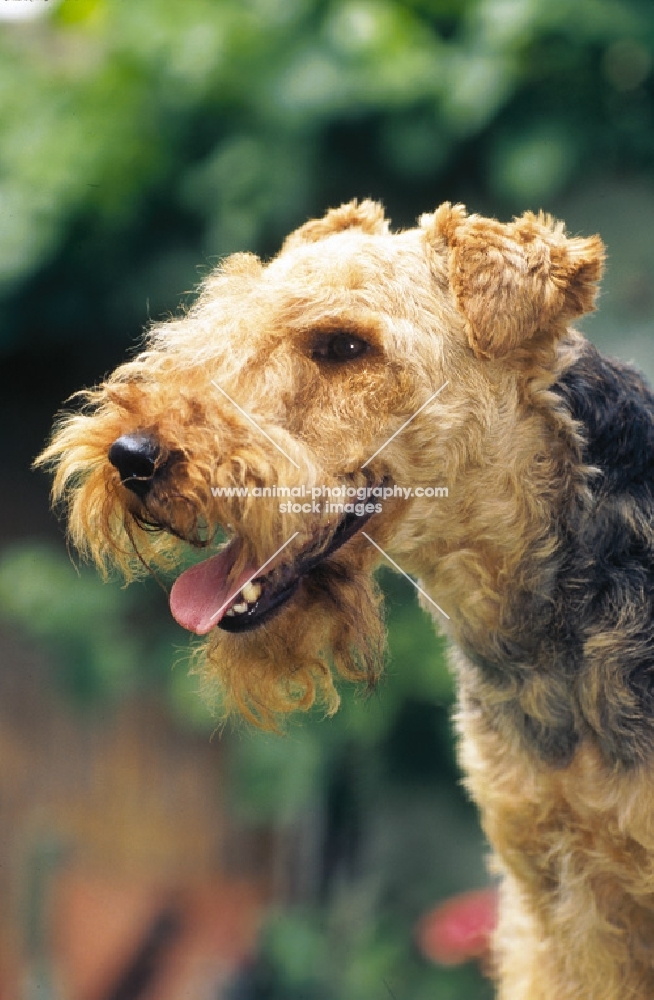 Welsh Terrier profile