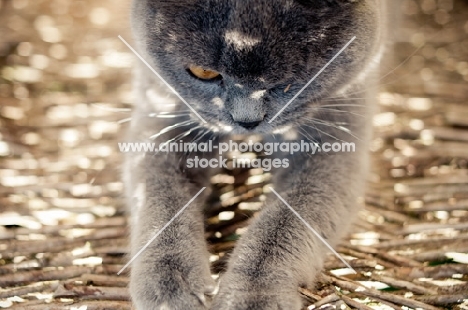 blue British Shorthair cat outdoors in shade