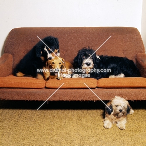 group of dogs on a sofa, a puppy mouthing a lurcher's head