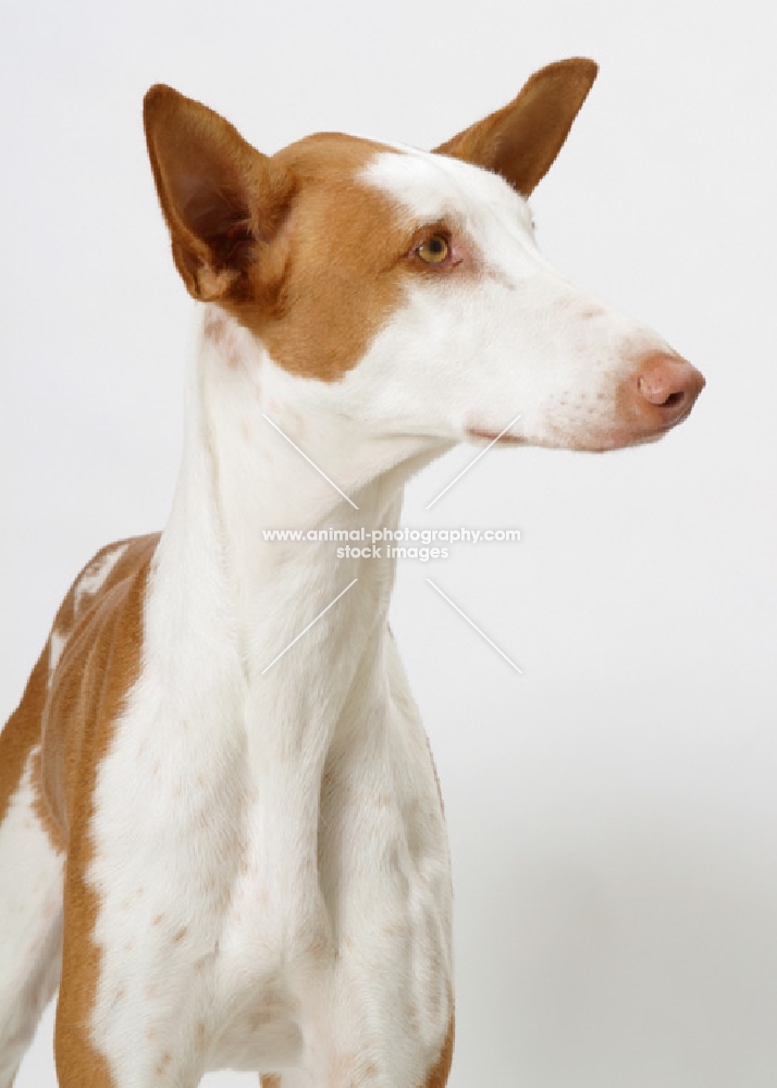 Australian Champion Chestnut & White Ibizan Hound, looking away