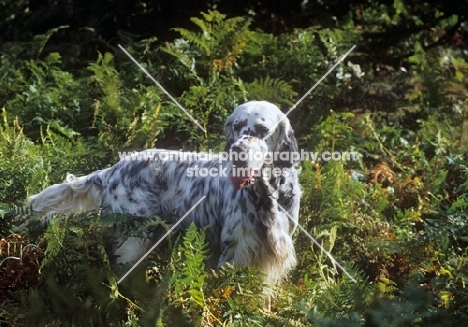 english setter amongst ferns