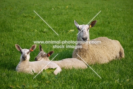 Bluefaced Leicester ewe with her lambs