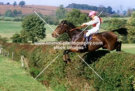 horse and rider jumping hedge in team cross country, team chase 