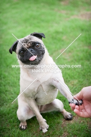 pug shaking hands