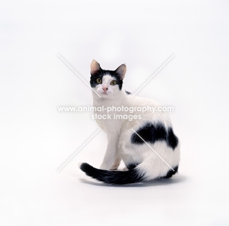 Brazilian Shorthair