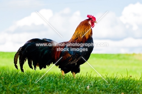 Handsome Brown Leghorn Rooster with green grass and sunny blue sky and clouds.