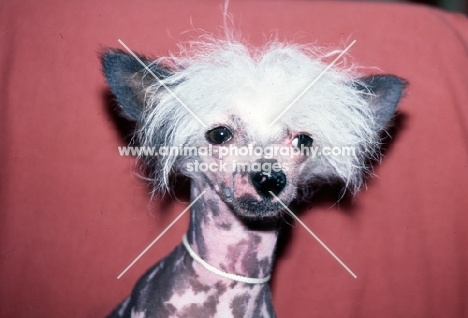 keshar's blueboy du fuinrando,   chinese crested dog portrait