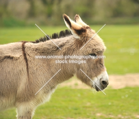 Donkey dozing of