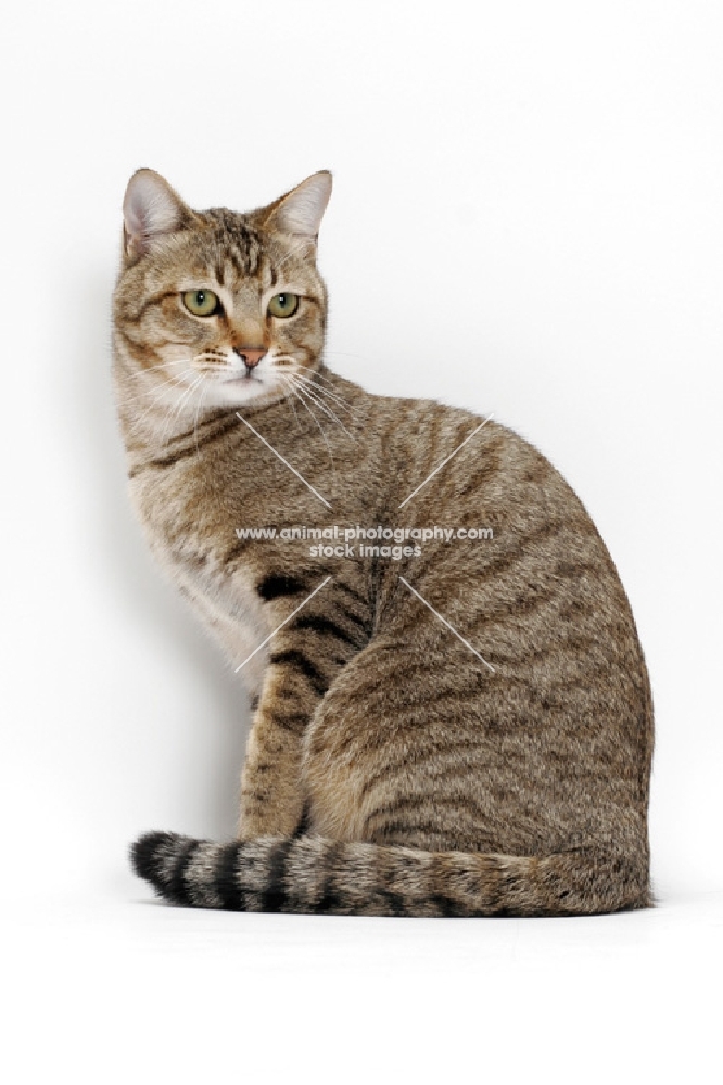 Brown Mackerel Tabby Cat, sitting down