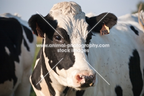 Holstein Friesian cow