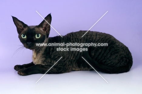 black smoke devon rex cat lying down