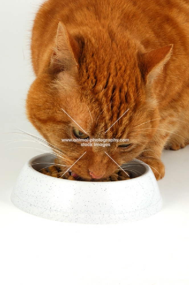 cat eating dried food