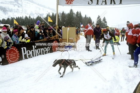 german shorthaired pointer in pulka race at sled dog races in austria