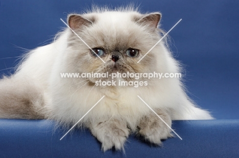 10 month old Blue Tortie Point Himalayan cat portrait. (Aka: Persian or Himalayan)