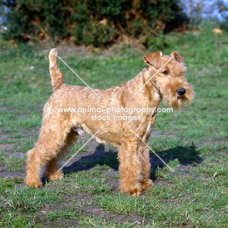 lakeland terrier in show coat standing on grass