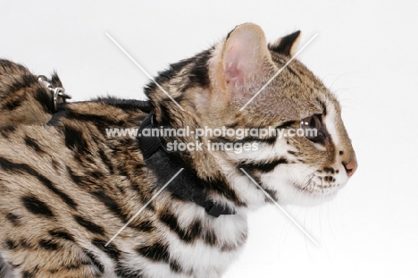 Brown Spotted Tabby Asian Leopard Cat, 8 months old, profile
