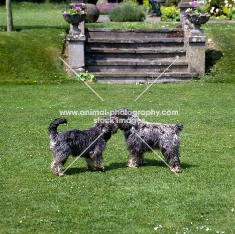 docked and undocked miniature schnauzers