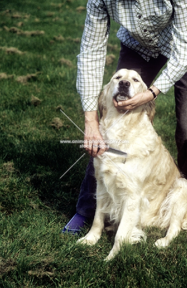 golden retriever being combed