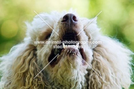standard poodle looking up in amazement