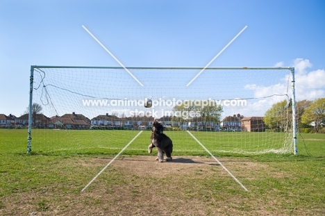 Dog in front of goal watching football