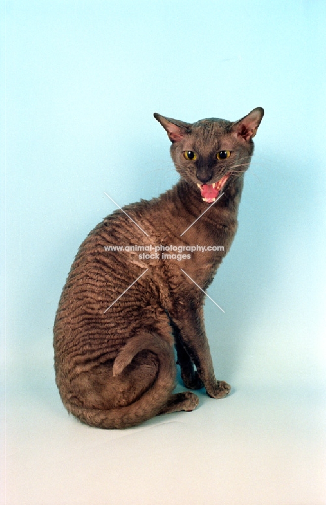 cornish rex looking discontent 