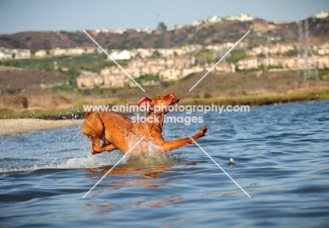 Hungarian Vizsla jumping into water