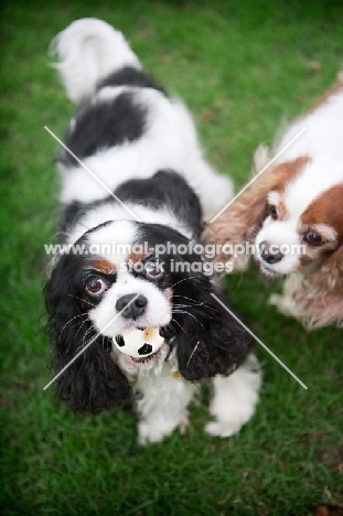 cavalier king charles spaniel holding ball in mouth