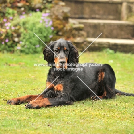 Gordon Setter lying on grass