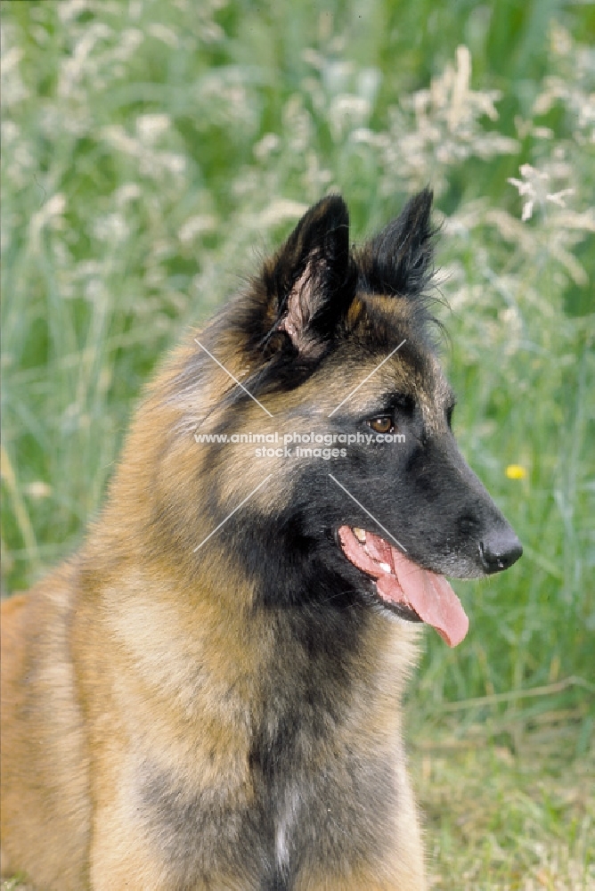 belgian sheepdog tervueren