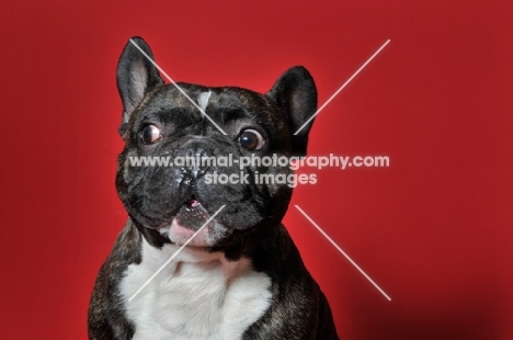French Bulldog looking surprised